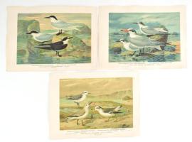 24 db nagy méretű madarakat ábrázoló kromolitográfia, kromolitográfia, papír, In: Naumann: Naturgesc...
