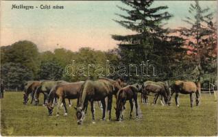 1927 Mezőhegyes, csikó ménes, lovak