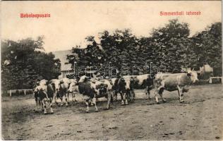 1911 Bábolnapuszta, Simmenthali tehenek (ázott / wet damage)