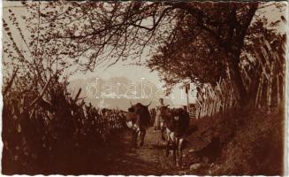 Kitzbühel (Tirol), Viehtrieb / cattle droving. Josef Ritzer photo