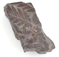 Trilobite fosszíilia közeten, egy ép kb. 4cm, második részlet