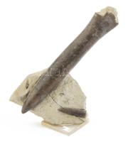 Belemnite (lábasfejűek elődje, alsó karbon) szigony fosszília 2db- nagyobbik 16cm, kisebbik 3 cm hosszú