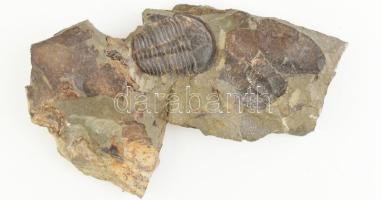 Csiga fosszília (alsó jura), 10x12 x12cm, Németország