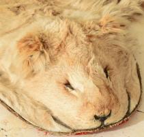 Oroszlánbőr, fejjel, erősen kopott, 200x130 cm /