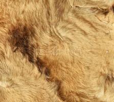 Oroszlánbőr, fejjel, erősen kopott, 200x130 cm /