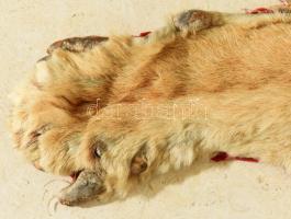 Oroszlánbőr, fejjel, erősen kopott, 200x130 cm /