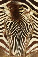 Zebrabőr, kopott, 257x160 cm /