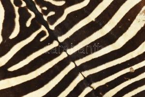 Zebrabőr, kopott, 257x160 cm /
