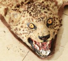 Gepárdbőr, fejjel, sérült, 180x110 cm /
