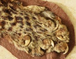 Gepárdbőr, fejjel, sérült, 180x110 cm /