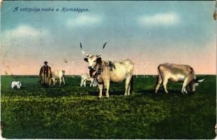 1912 Hortobágy, a szűrgulya vezére, legelő gulya, magyar folklór (ragsztónyom / gluemark)