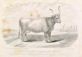 Stephens Henry: Mezei gazdaság könyve I. köt. - - "The book of the farm" czímű munkája nyo...