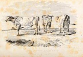 Stephens Henry: Mezei gazdaság könyve II. köt. - - "The book of the farm" czímű munkája ny...