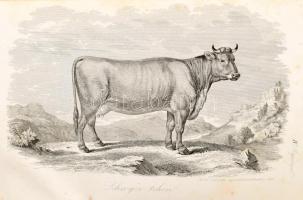 Stephens Henry: Mezei gazdaság könyve II. köt. - - "The book of the farm" czímű munkája ny...