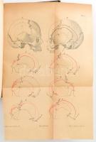 Orvos-Természettudományi Értesítő a Kolozsvári Orvos-Természettudományi Társulat és az Erdélyi Muzeu...