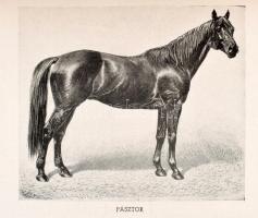 Halász György: Telivérek. A magyar telivér lótenyésztés története a ménimportok csoportosítása alapj...