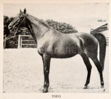 Halász György: Telivérek. A magyar telivér lótenyésztés története a ménimportok csoportosítása alapj...