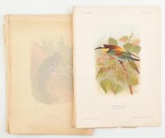 cca 1890-1910 Madarakat ábrázoló illusztrációk, össz. 14 db, ebből 8 db színes kromolitográfia (Nécsey István munkái). Vegyes állapotban, lapméret: 28x20 cm körül