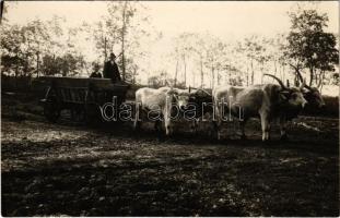 Négyes ökörfogat, magyar folklór / Hungarian folklore, ox cart, photo