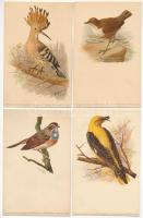 8 db RÉGI állat motívum képeslap: madarak (litho művészlapok W. Heubach szignóval) és a Magyar Kir. Ornitológiai Központ egy lapja / 8 pre-1945 animal motive postcards: birds (litho art postcards signed by W. Heubach) and one card from the Royal Hungarian Central Bureau for Ornithology