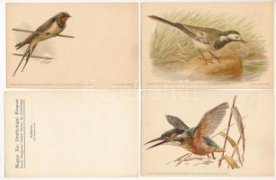 8 db RÉGI állat motívum képeslap: madarak (litho művészlapok W. Heubach szignóval) és a Magyar Kir. ...