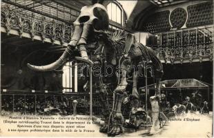 Paris, Jardin des Plantes, Muséem dHistoire Naturelle, Galerie de Paleontologie (Éléphas méridionalis), Squelette dÉléphant / Natural History Museum interior, elephant skeleton (fl)