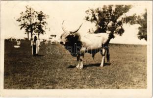 1932 Kecskemét, Bugac puszta, magyar bika, folklór. G. Fekete Gyula kiadása (EK)