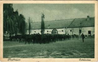 Mezőhegyes, M. kir. állami ménes, csikóménes, magyar folklór. Kruchió Elekné kiadása (EK)