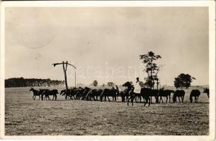 1940 Mezőhegyes, M. kir. állami ménes, ménes a kútnál, magyar folklóre (EK)