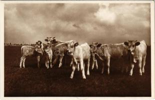 Mezőhegyes, M. kir. állami ménesintézet, magyar szopós borjak, magyar folklór. Szakál Géza kiadása (EK)