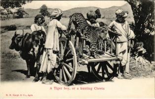 Agra (India), A Tiger boy, or a hunting Cheetah. M. M. Gargh & Co.