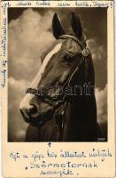 1951 Kiskunhalas, Szőrmotor a ló / horse. photo