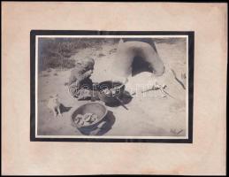 cca 1925 A dinnyeföld szélén készül az ebéd, 1 db vintage fotó, ezüst zselatinos fotópapíron, 11,5x17 cm, karton 19,5x25 cm