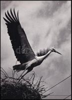 1968 Lehotka István feliratozott, vintage fotóművészeti alkotása (Balmazújvárosi gólya), ezüst zselatinos fotópapíron, 23,5x17 cm