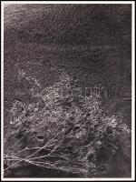 cca 1965 Fotogram, jelzés nélkül, a Konecsni Györgynek címzett borítékból, amely a néhai Lapkiadó Vállalat központi fotólaborjának archívumából került elő, ezüst zselatinos ún. dokufotópapíron, kartonra ragasztva, 24x18 cm