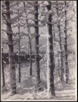 1935 Dr. Leszl Kornél fotóművészeti alkotása (téli erdő), ezüst zselatinos fotópapíron, jelzés nélkül, 23,5x18 cm