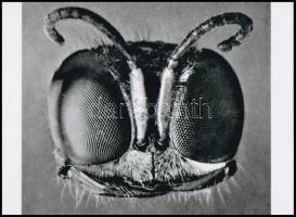 cca 1933 A darázs feje makro fotón, 1 db modern nagyítás jelzés nélkül, 15x21 cm