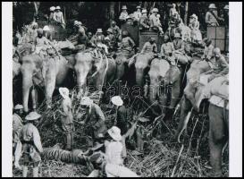 cca 1930 előtt készült felvételek és illusztráció elefántokról (tigrisvadászat elefánthátról, burmai elefántok importálása Amerikába, elefántbika a bozótban, 3 db modern nagyítás a néhai Lapkiadó Vállalat központi fotólaborjának archívumából, 15x21 cm és 10x15 cm