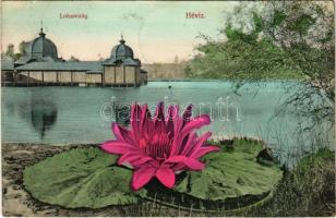 1907 Hévíz, Lótusz virág. Czompó Gábor utóda Láng János kiadása (EK)