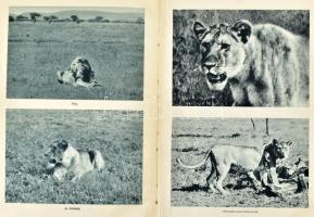 Széchényi Zsigmond: Elefántország. Afrikai vadásznaplójegyzetek. (1932-33,1933-34.) 
Bp., [1934], D...