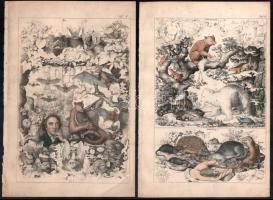 cca 1850 18 db elsősorban állatokat ábrázoló illusztráció, színezett acélmetszet, papír, részben fol...