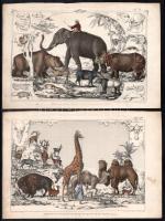 cca 1850 18 db elsősorban állatokat ábrázoló illusztráció, színezett acélmetszet, papír, részben fol...
