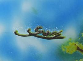 Gallé TIP dekoratív üvegváza, jelzéssel, minimális kopással, m: 33 cm