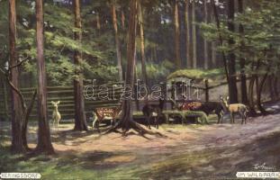 Heringsdorf forest s:W.Arnold