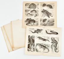 cca 1900 Állatok, 10 db melléklet a Pallas Nagy Lexikonából, vegyes állapotban, 29x23 cm körül