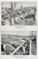 Húsmarhatenyésztés. Szerk.: Dohy János. Bp., 1985., Mezőgazdasági. Kiadói kartonált papírkötés