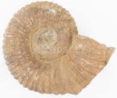 Ammonite nagyméretű, dekoratív fosszília 20x16x8 cm