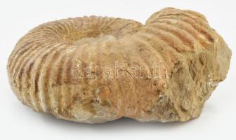 Ammonite nagyméretű, dekoratív fosszília 20x16x8 cm