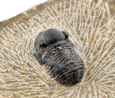 Tribolit fosszília kőzeten, Marokkó 7x7x3 cm