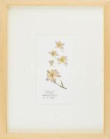 Herbarium: Delphinium / Sarkantyúfű, Keret méret: 45x32.5cm, Sorszám: 98 / 500, Gyűjtési idő: 2021, Gyűjtési hely: Fót, Virágos Pagony kertészete, Tervezi és készíti: Covellin
